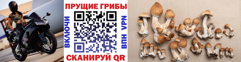 Купить Гаврилов-Ям Псилоцибиновые грибы Psilocybine cubensis